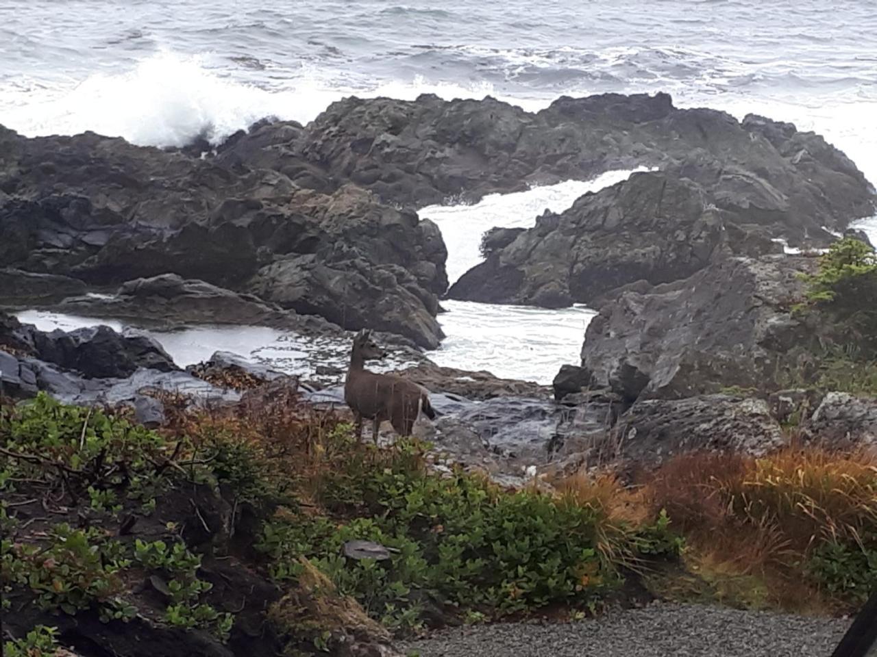 Odyssey Shores Guest Suite Ucluelet Exteriör bild